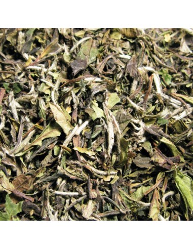 Té Blanco Pai Mu Tan