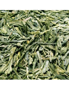 Bancha Japonés