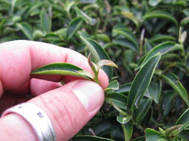 Brote Camelia Sinensis