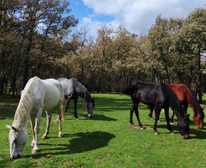 Caballos Santuario Winston